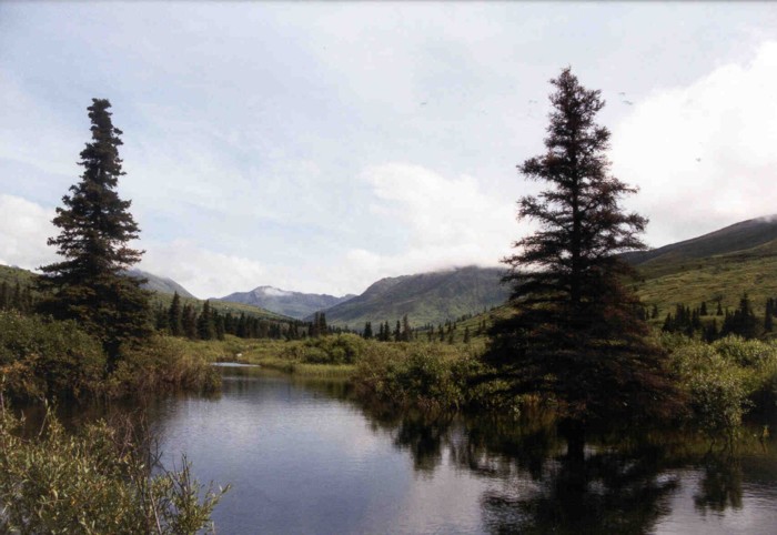 Beaver pond along Hatcher Pass Road