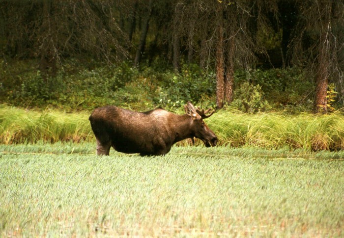 Moose, Denali NP
