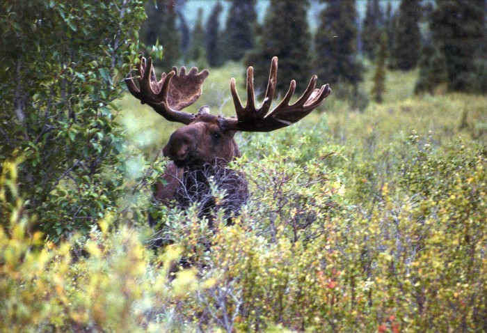 Moose (male), Denali NP