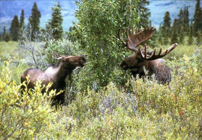 Moose (male and female), Denali NP