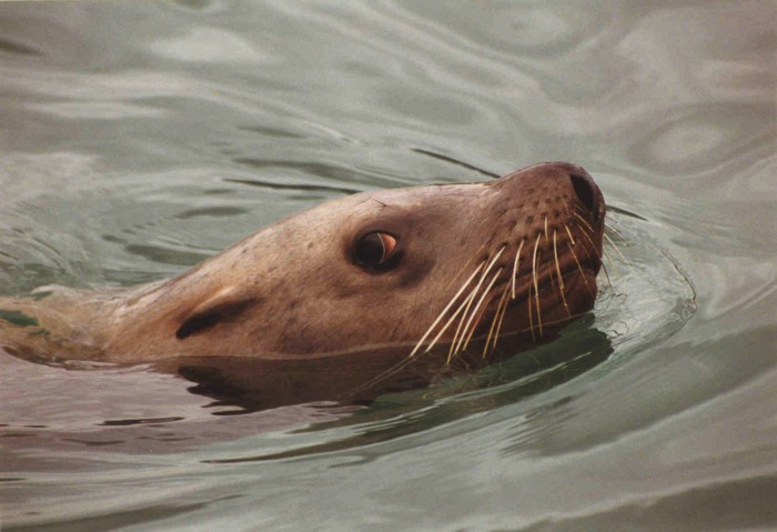 Sea lion in Seward harbour