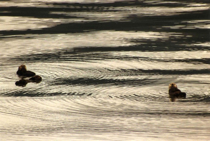 Sea Otters, Prince William Sound