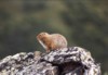 Ground squirrel on top of Mount Healy (Denali NP)