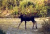 Young Moose, somewhere besides Glenn Highway