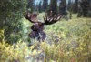 Moose (male), Denali NP