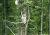 Some kind of Owl (mail me the species please)
