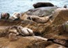 Seals in Chilkoot Inlet (between Haines and Skagway)