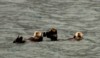 Sea Otters, Prince William Sound