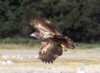 Juvenal Bald Eagle, Katmai National Park
