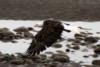 Bald Eagle, Haines, Alaska