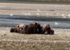 Grizzly Bears, Katmai National Park, Alaska