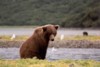 Grizzly Bear, Katmai National Park, Alaska