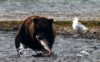 Grizzly Bear, Katmai National Park, Alaska