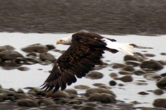 Bald Eagle, Haines, Alaska