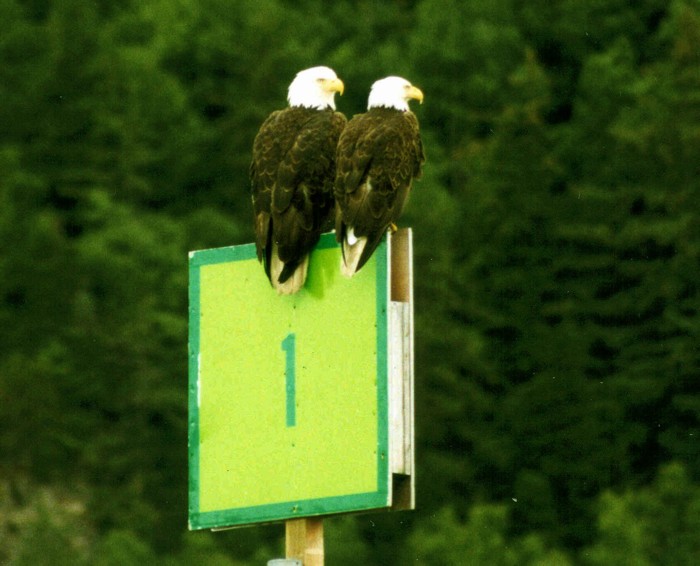 Bald Eagle, Skagway, Alaska