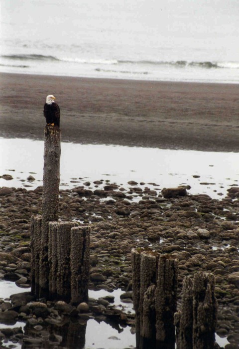 Bald Eagle, Haines, Alaska