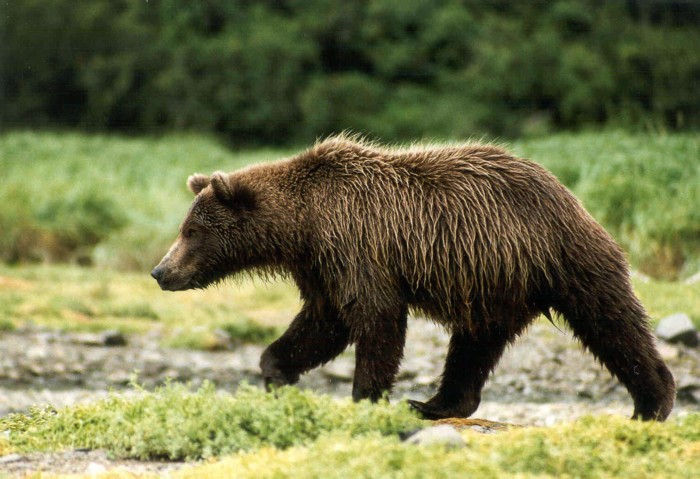 Grizzly Bear, Katmai National Park, Alaska