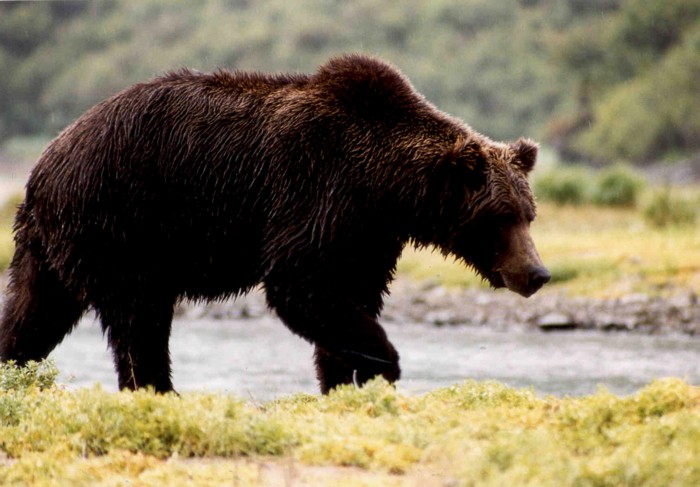 Grizzly Bear, Katmai National Park, Alaska