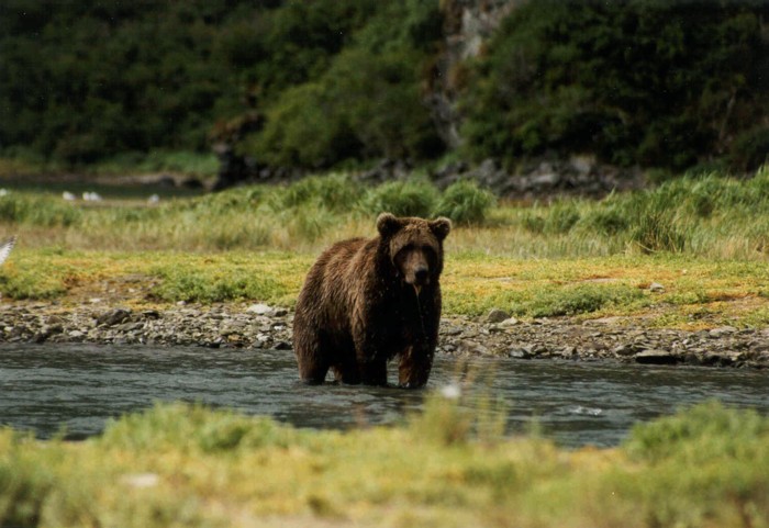 Grizzly Bear, Katmai National Park, Alaska