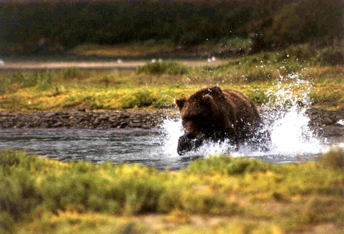 Grizzly Bear, Katmai National Park, Alaska