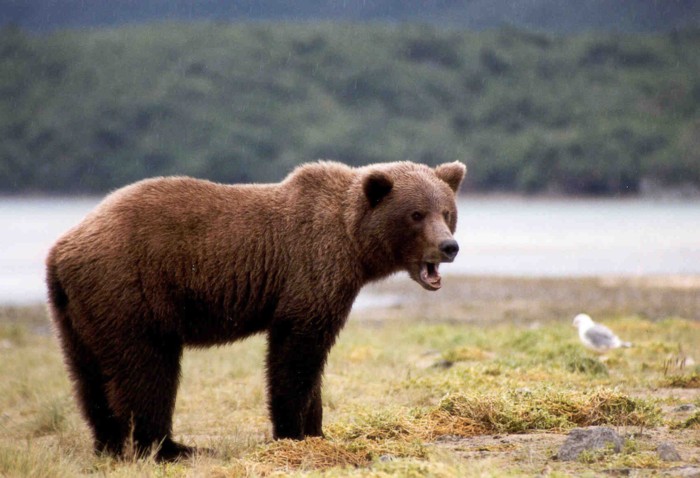 Grizzly Bear, Katmai National Park, Alaska