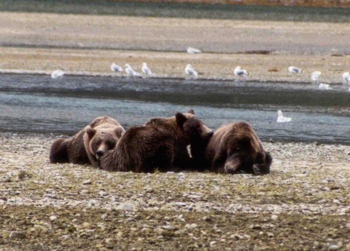 Grizzly Bears, Katmai National Park, Alaska