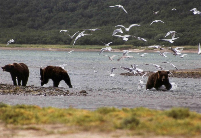 Grizzly Bears, Katmai National Park, Alaska