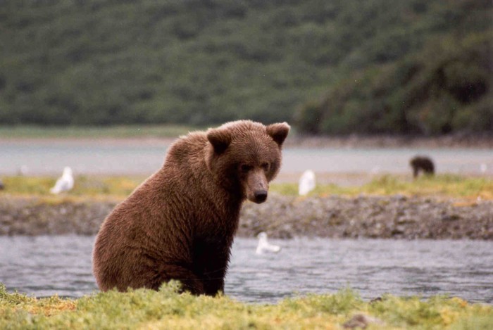 Grizzly Bear, Katmai National Park, Alaska