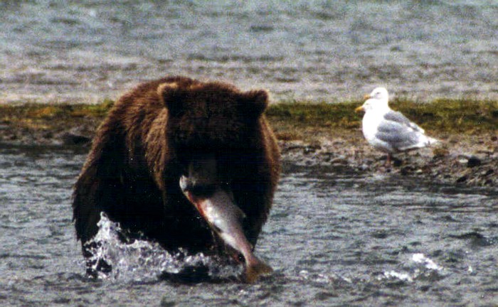 Grizzly Bear, Katmai National Park, Alaska