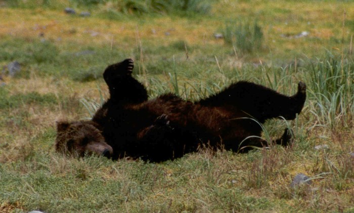 Grizzly Bear, Katmai National Park, Alaska