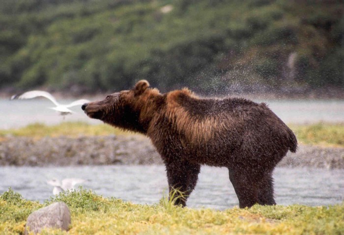 Grizzly Bear, Katmai National Park, Alaska