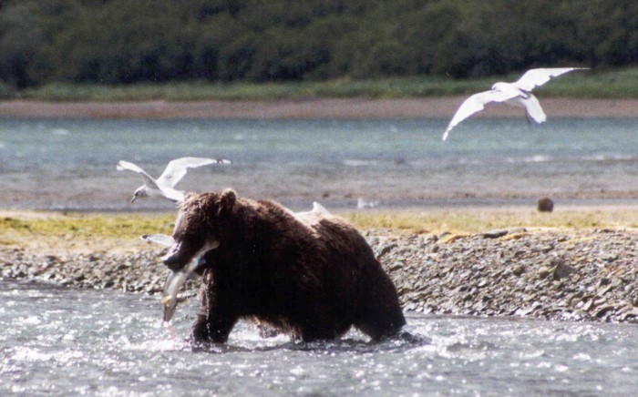 Grizzly Bear, Katmai National Park, Alaska