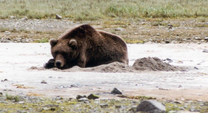 Grizzly Bear, Katmai National Park, Alaska