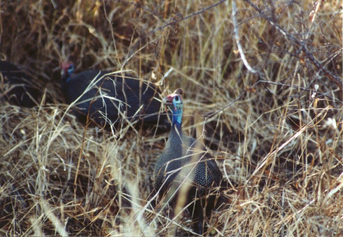 Helmeted Guineafowl, Kruger NP, Mpumalanga