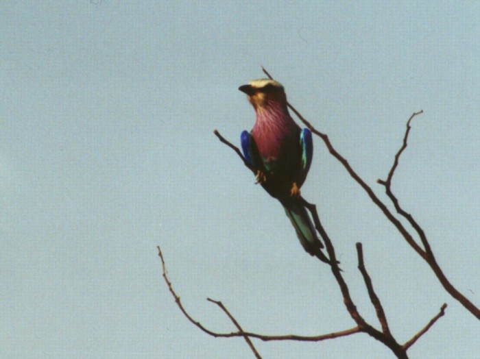 Lilac-breasted Roller, Kruger NP, Mpumalanga