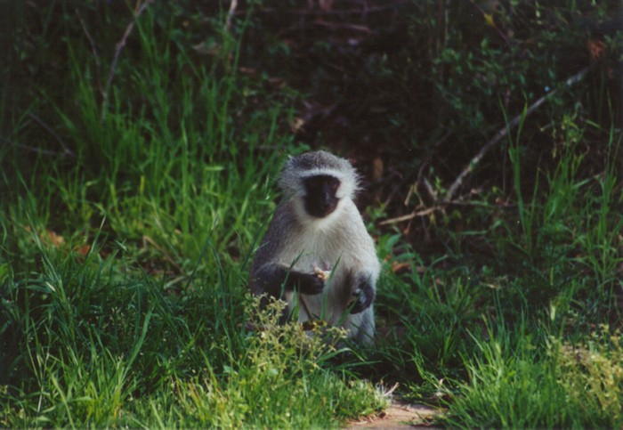 Vervet Monkey, campground Aventura Eco Blydepoort, Mpumalanga