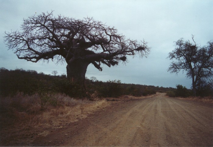 Baobab Tree, Kruger NP, Mpumalanga