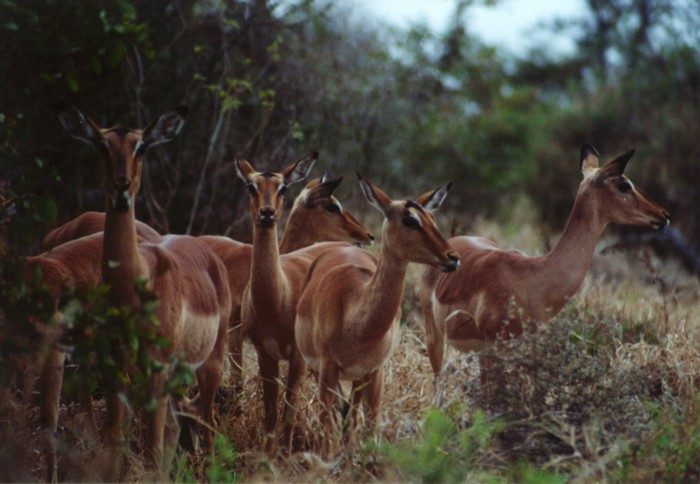 Impala's (female), Kruger NP, Mpumalanga