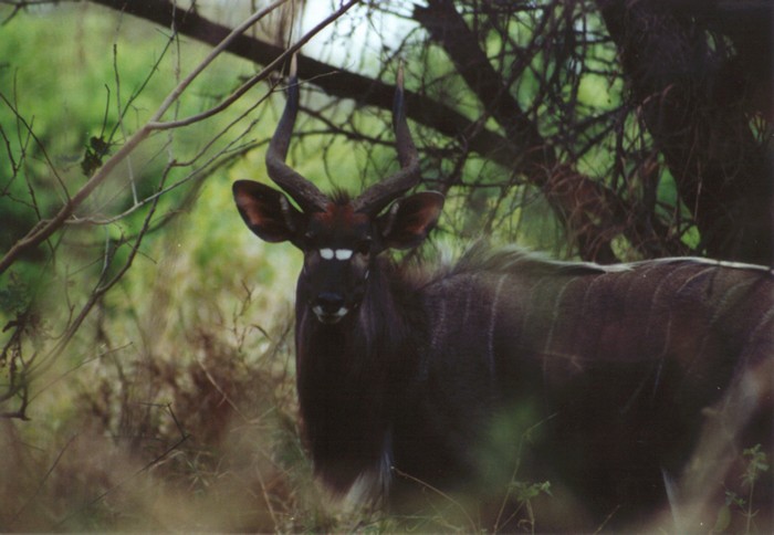 Nyala (male), Kruger NP, Mpumalanga