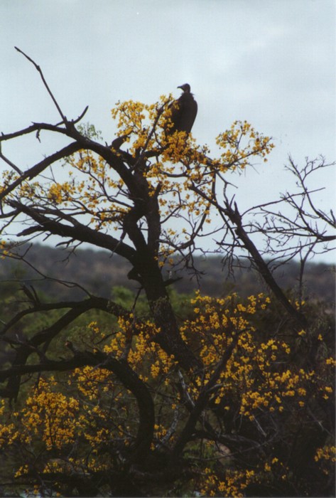 Vulture, Kurger NP, Mpumalanga