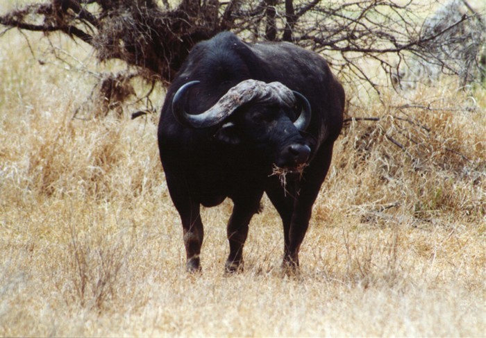 African Buffalo, Kruger NP, Mpumalanga