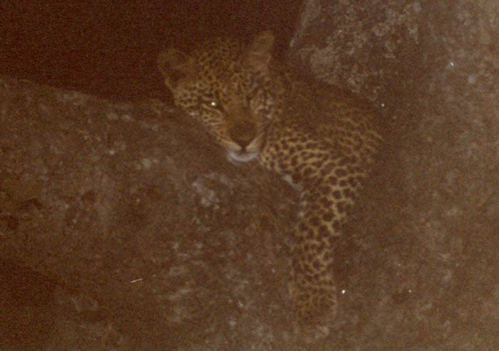 Leopard, Kruger NP, Mpumalanga