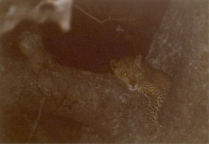 Leopard, Kruger NP, Mpumalanga