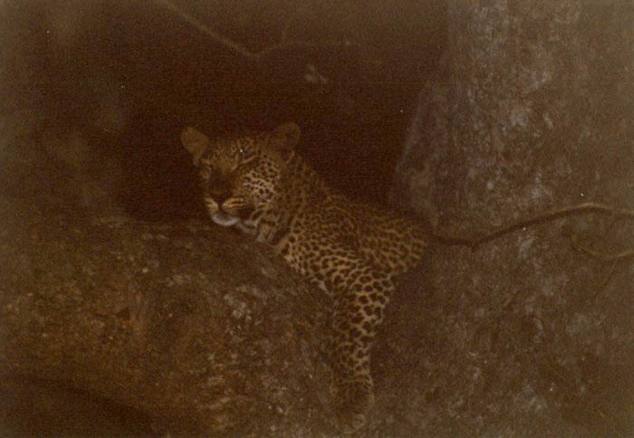 Leopard, Kruger NP, Mpumalanga