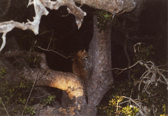 Leopard, Kruger NP, Mpumalanga