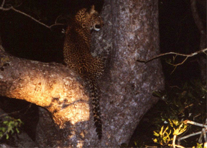 Leopard, Kruger NP, Mpumalanga