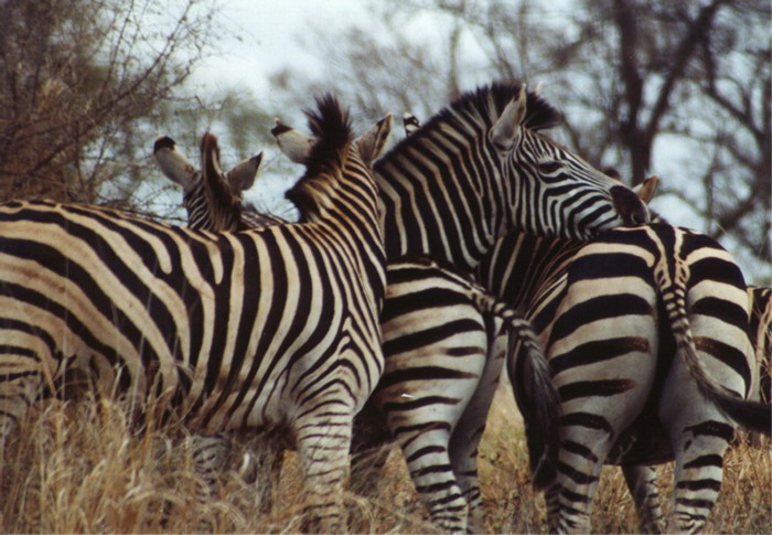 Burchell's Zebra, Kruger NP, Mpumalanga