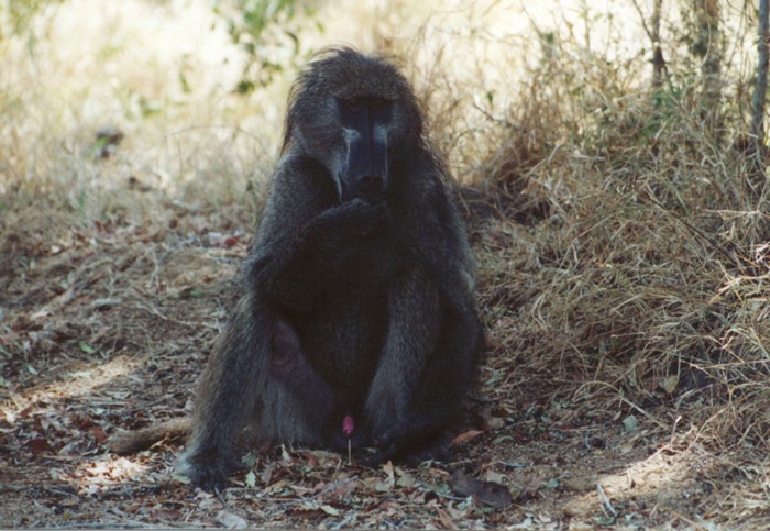 Chacma Baboon, Kruger NP, Mpumalanga