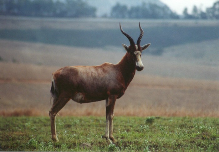 Blesbok, Malolotja Nature Reserve, Swaziland