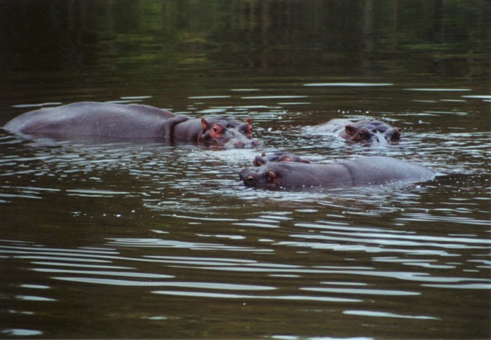 Hippopotamus, Mlilwane Wildlife Sanctuary, Swaziland